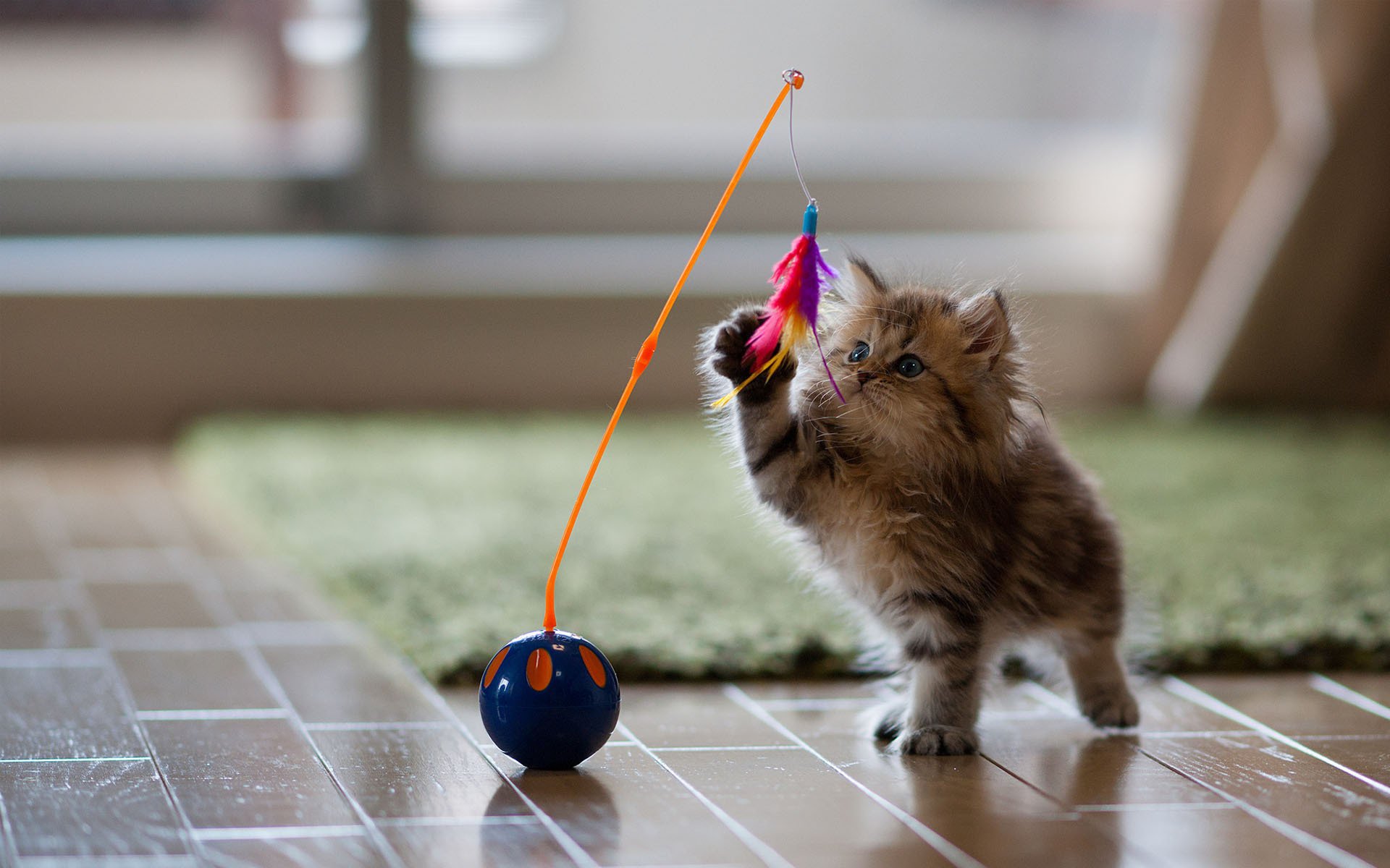 gatto gioco margherita piume ben torode gattino giocattolo