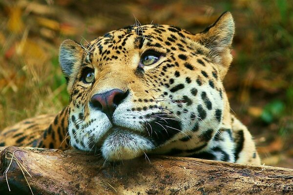 Le léopard regarde pensivement la savane