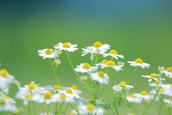 Blüten von weißen Gänseblümchen auf grünem Gras