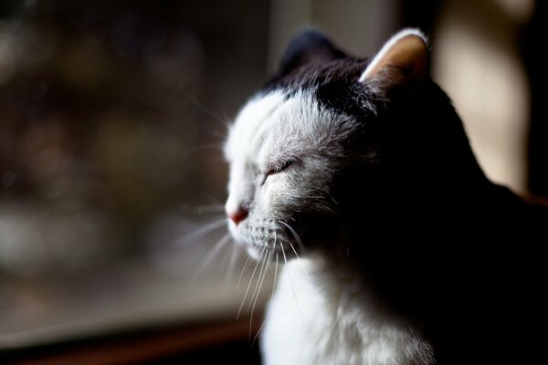 Pensive cat with closed eyes