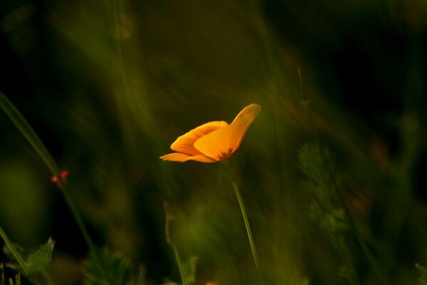 Eine einsame gelbe Blume unter dem Gras