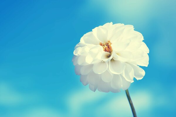 Weiße Blume auf einem blauen Himmelshintergrund mit Blütenblättern