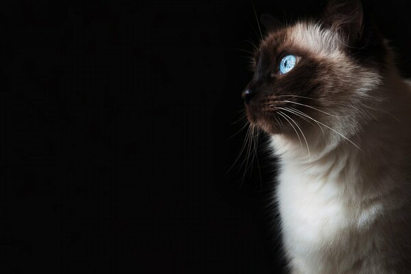 Gato peludo de ojos azules. Fondo negro