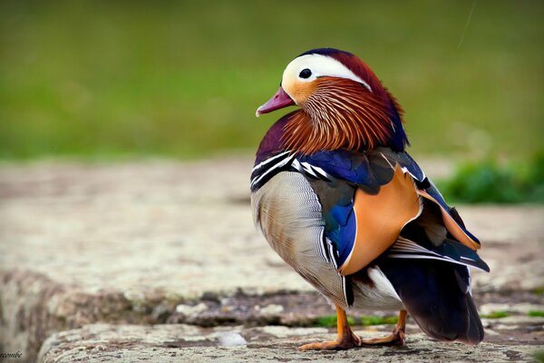 The mandarin duck is full of bright plumage on huge stones