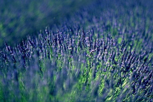 Champ de lavande plein de fleurs violettes