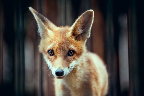 A red-haired young fox with a sly face