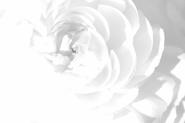 Weiße, reine, unschuldige Rose mit Blütenblättern