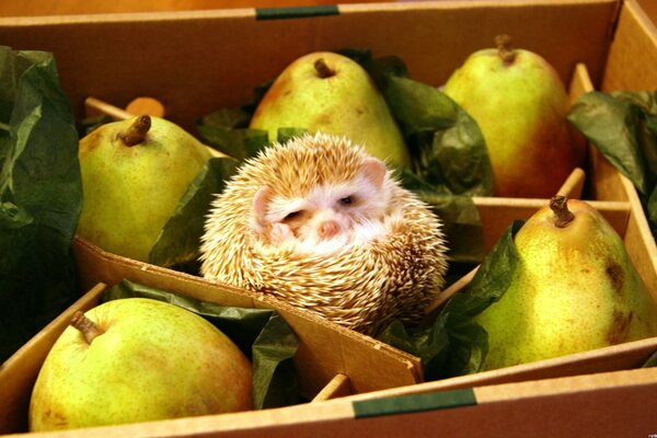 Hedgehog hid in a box of pears