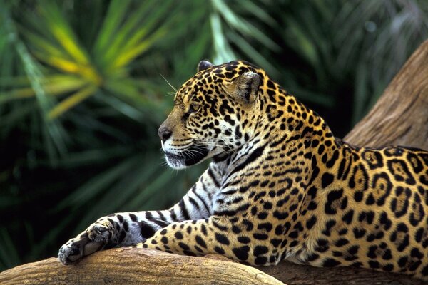 Jaguar is a majestic wild cat of the tropics