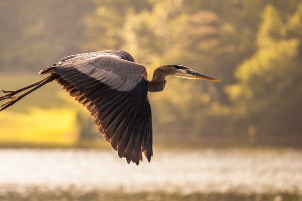 Kranich fliegt in der Sonne über den Teich