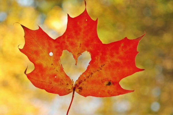 Orange autumn leaf with a heart