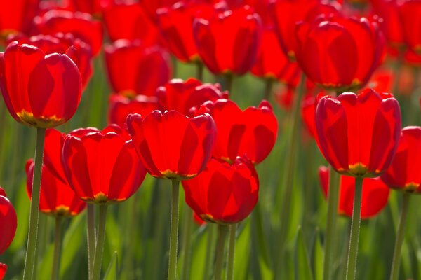 Les tulipes rouges ont ouvert les bourgeons