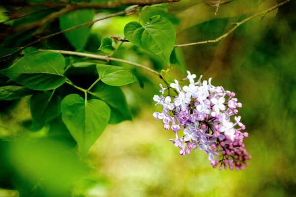 Fliederzweig im Frühling. Makro