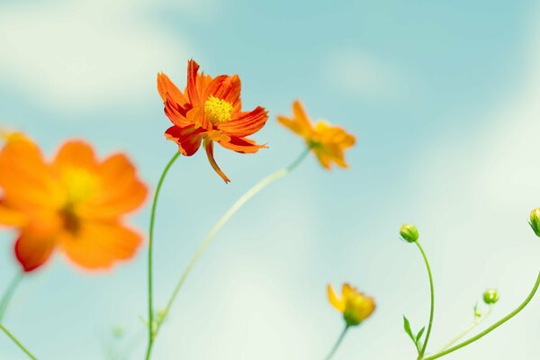 Blauer Himmel und schöne sonnige Blumen