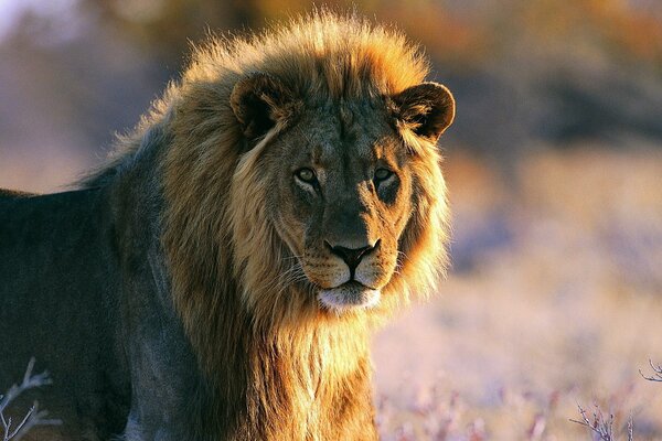 Un León en la naturaleza bajo los rayos del sol