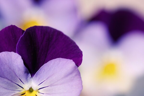 Delicate flowers of the purple garden from pansies