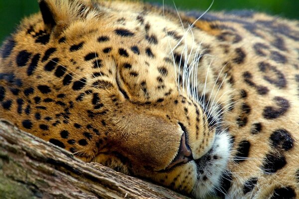 Un gato grande duerme en una rama