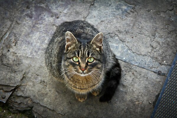 Eine Katze mit grünen Augen schaut genau hin