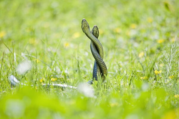 Sur le fond de la pelouse verte se tortillent dans la danse nuptiale deux serpents