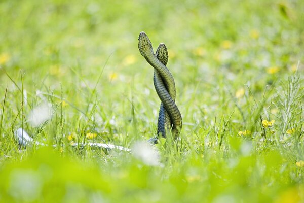 Sullo sfondo di un prato verde, due serpenti si contorcono in una danza di accoppiamento