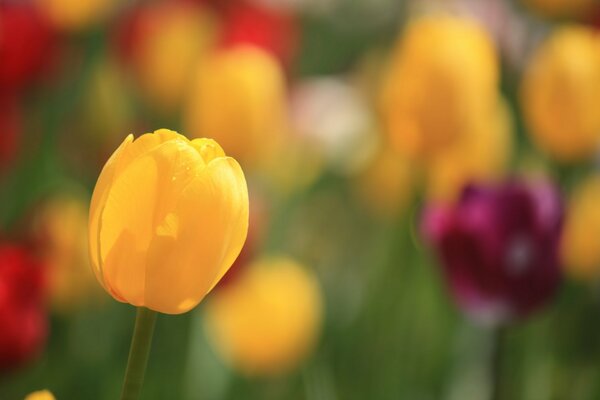 Tulipe jaune sur fond multicolore
