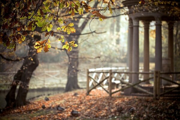 Gazebo nella natura. Foglie colorate