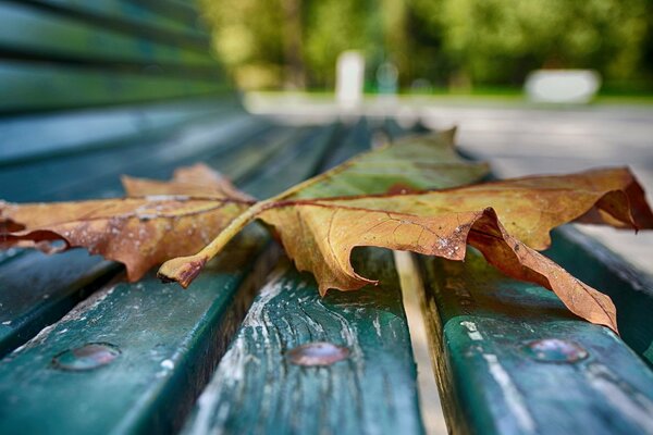 Herbst gefallenes Blatt auf einer Bank