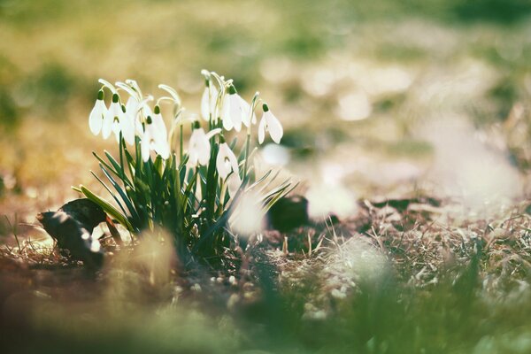 Snowdrops bloomed in the spring forest