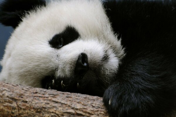 Panda lying on a branch, dreaming