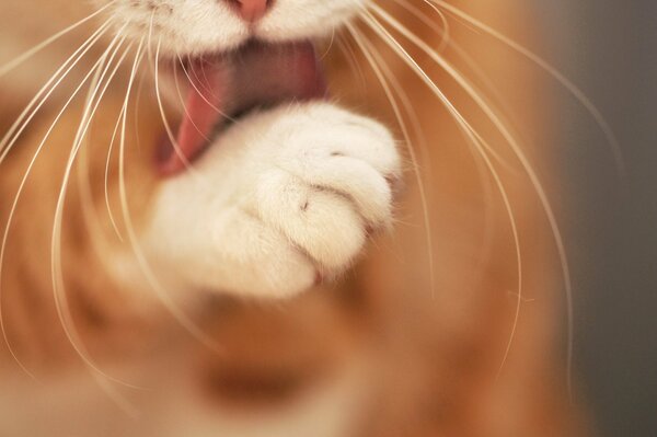 Red cat licks paw close-up