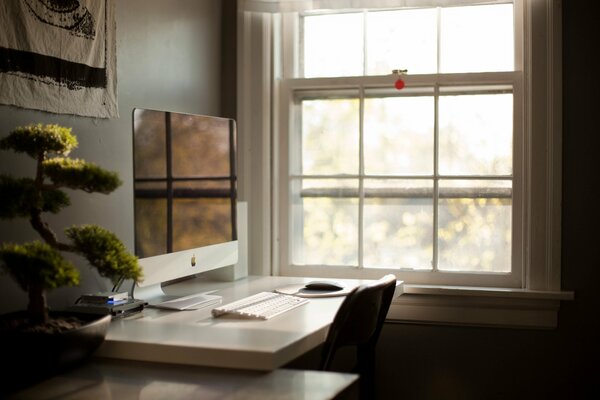 Office with bonsai tree