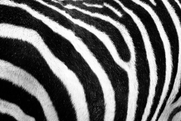 Мех из зебры в черно -белую полоску