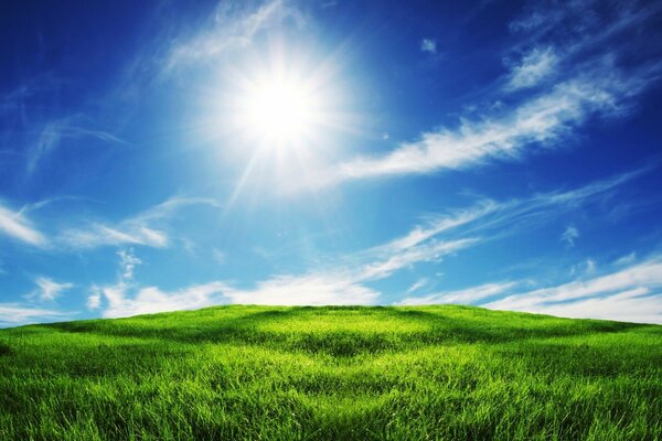 Bright sun on a green lawn