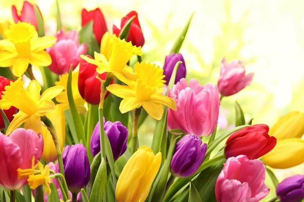 Gioia primaverile e colori multicolori di tulipani e narcisi
