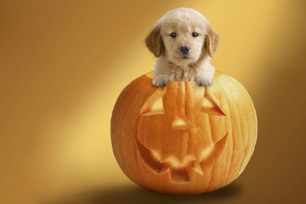 The dog in the pumpkin is ready for Halloween