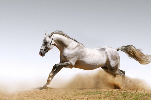 Hermoso caballo cabalga levantando el polvo