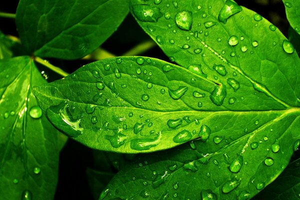 Rosée fraîche sur une feuille verte