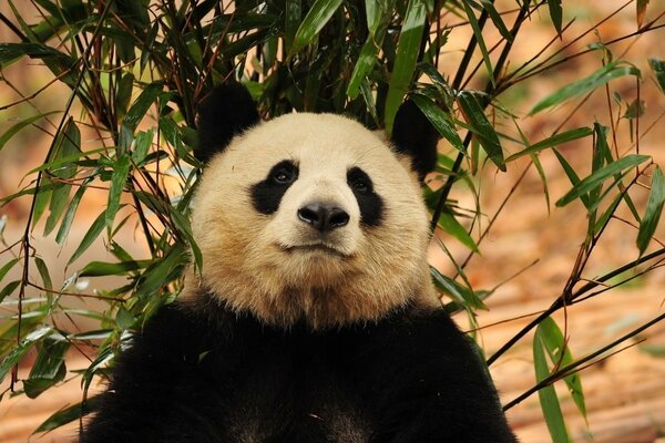 Panda is sitting under a bamboo tree