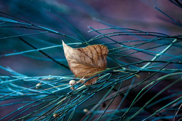 Feuille d automne dans les branches. Macro