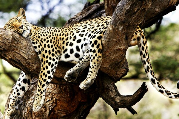 Гепард отдыхает на дереве
