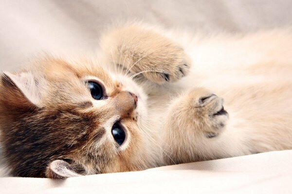 Süßes flauschiges Kätzchen liegt auf dem Rücken