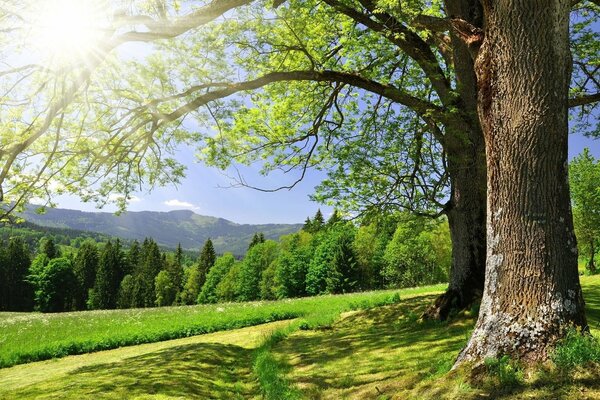 Green nature in summer, forest