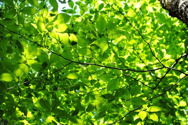 Feuilles vertes au soleil