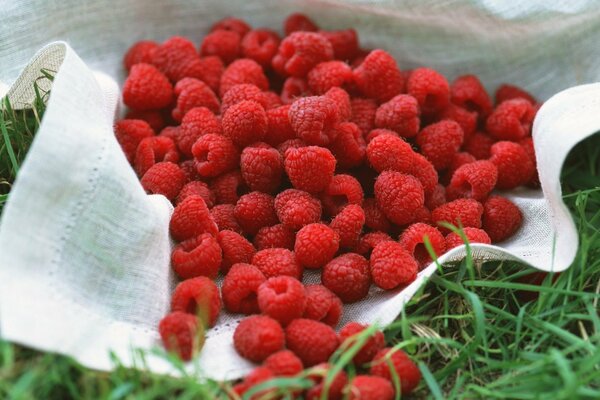 Ripe raspberries from the bush. summer on tvava is a dream