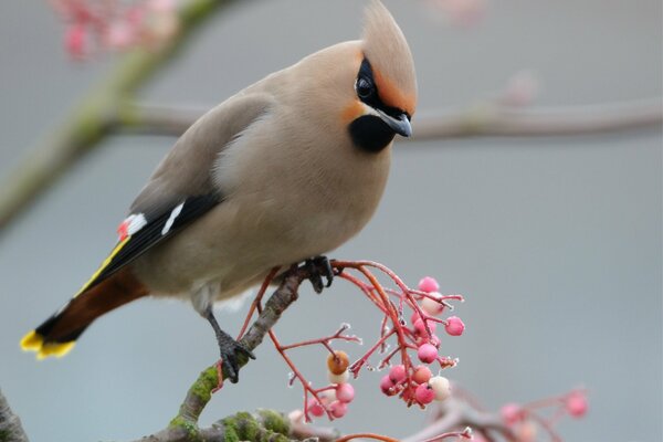 Su un ramoscello con bacche rosa, una Waxwing si accovacciò per banchettare