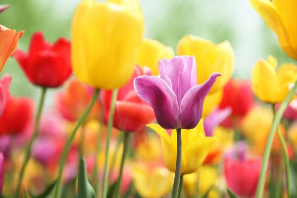 Multicolored colors of spring joy with tulip flowers