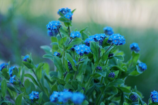 Myosotis bleu avec des feuilles vertes