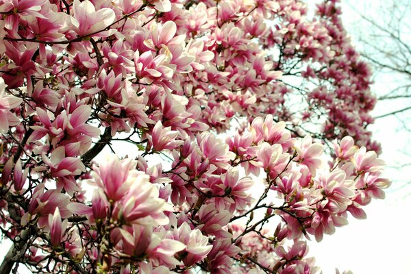 Un tripudio di magnolia rosa bianca