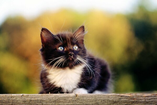 Lindo gatito en la naturaleza