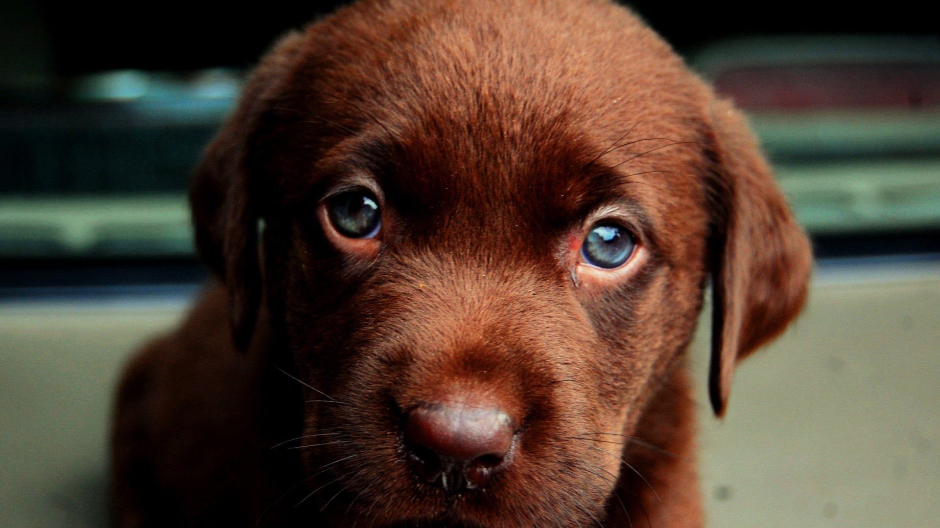 labrador puppy puppy eyes look ears nose pet wool